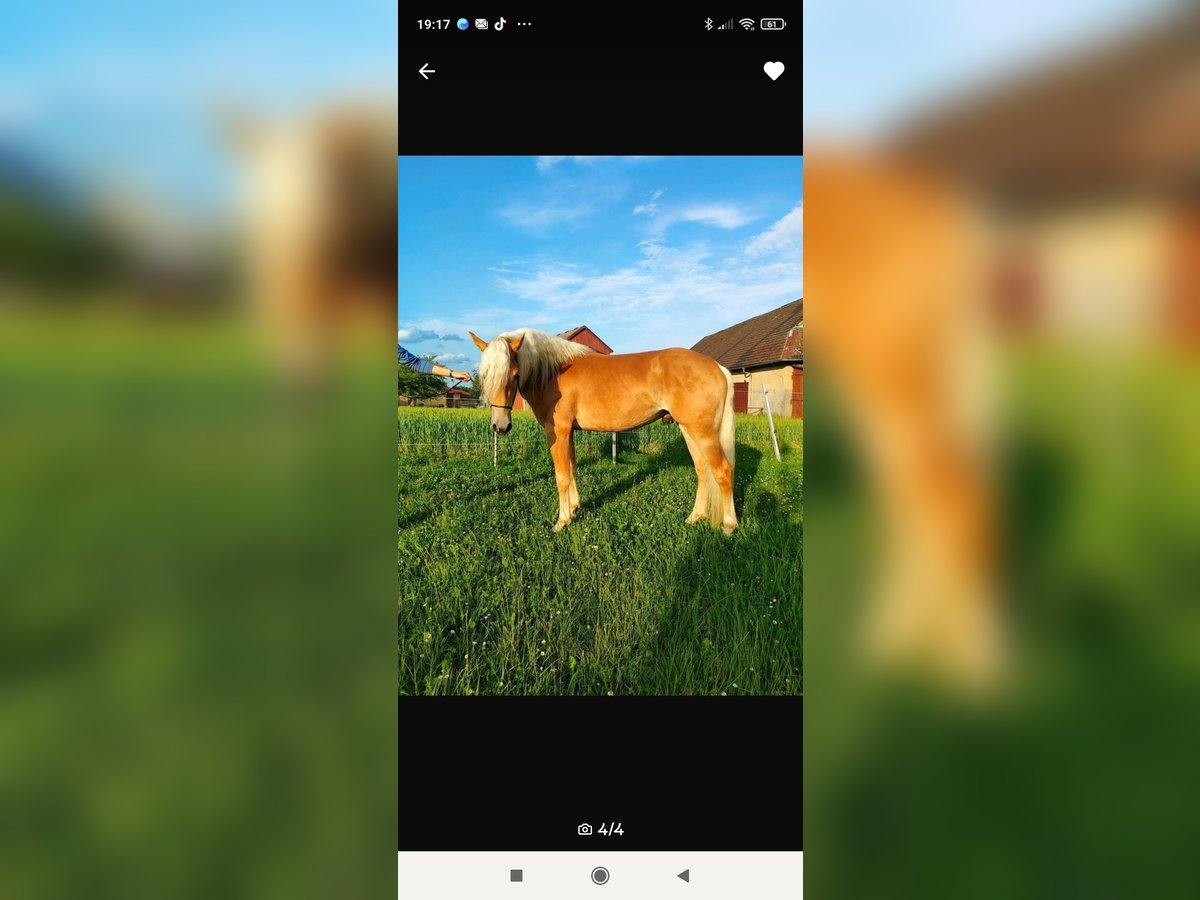 Haflinger Wallach 4 Jahre 150 cm in Oberrieden