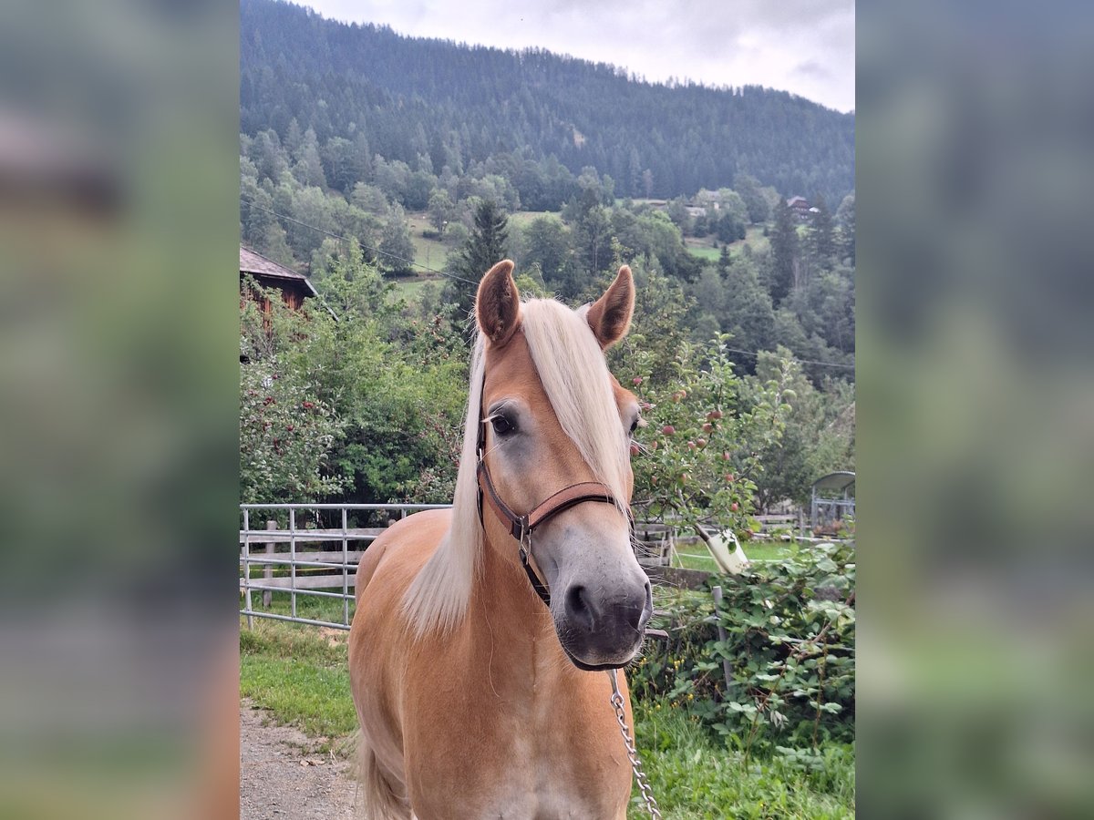 Haflinger Wallach 4 Jahre 150 cm Fuchs in Mitterdorf
