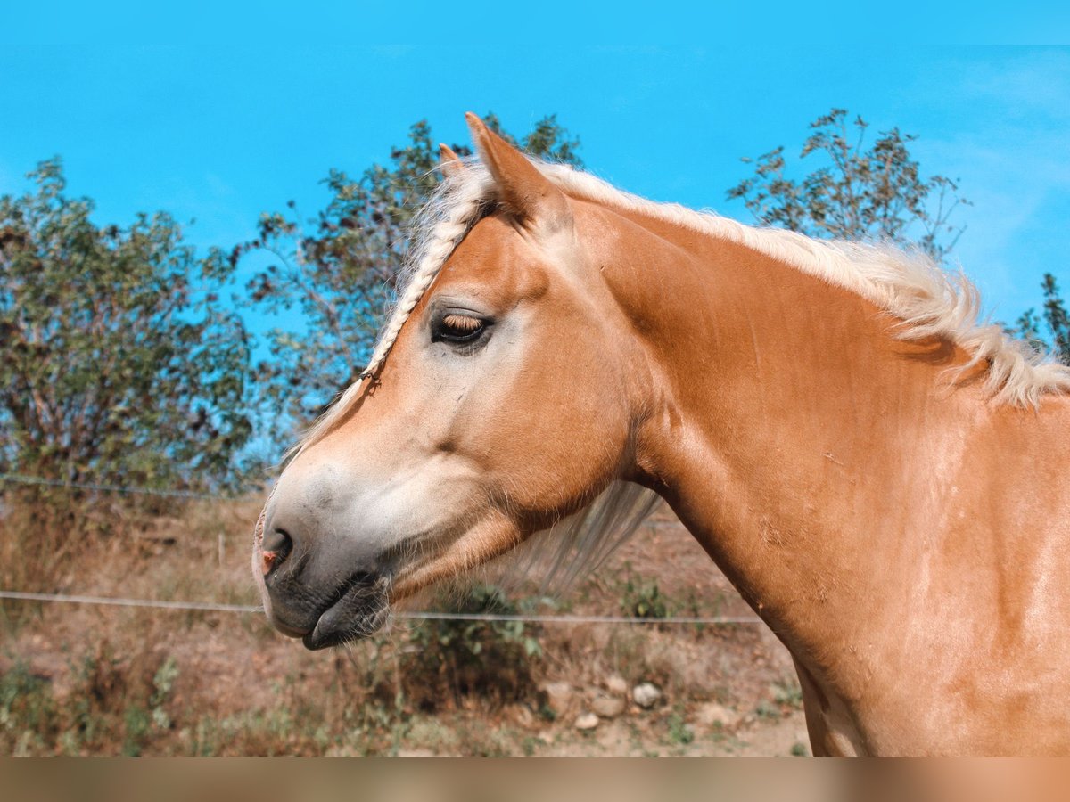 Haflinger Wallach 4 Jahre 150 cm Fuchs in Steyregg