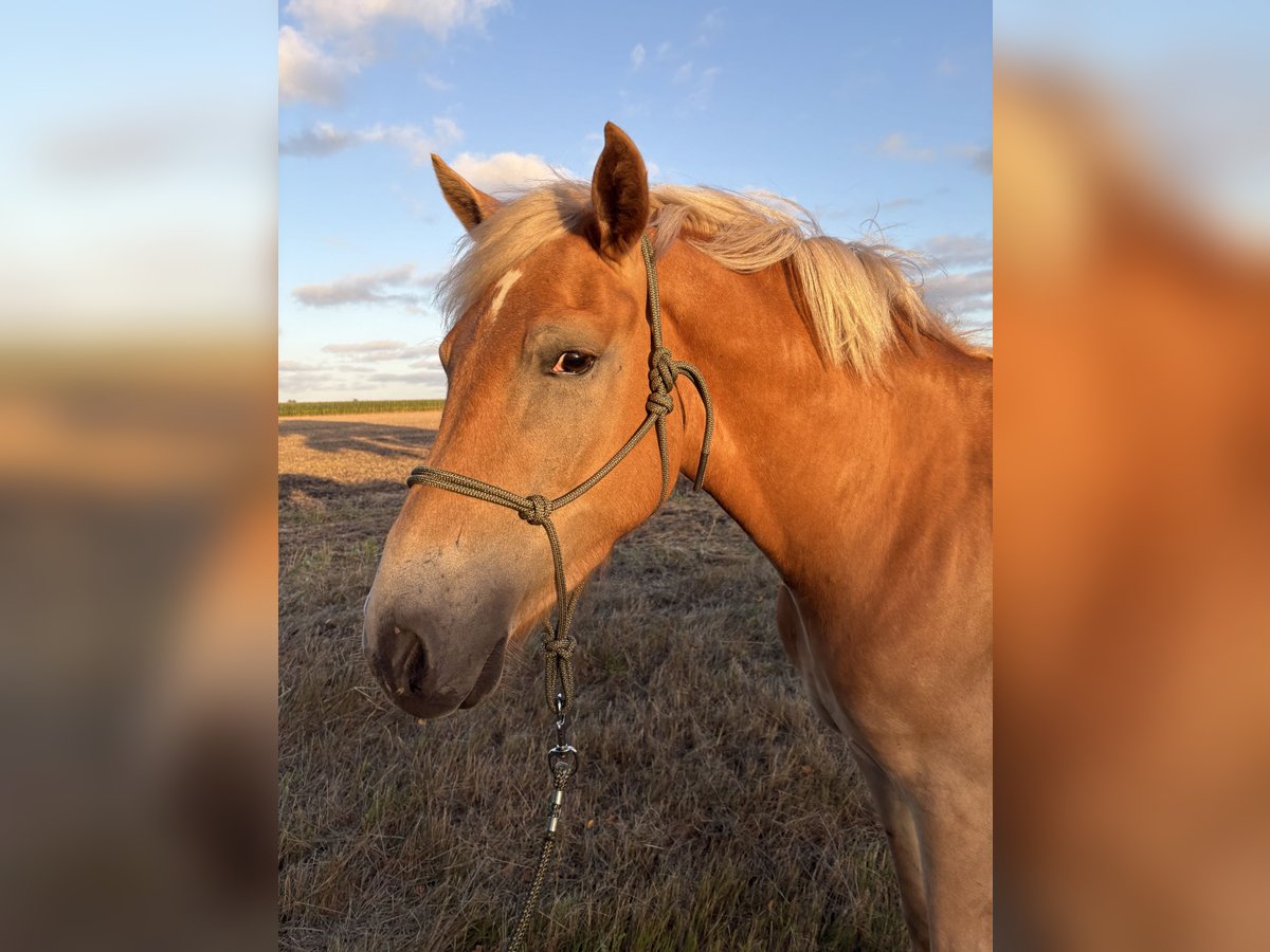 Haflinger Wallach 4 Jahre 150 cm Fuchs in Heeslingen