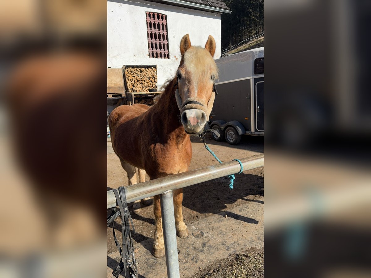 Haflinger Wallach 4 Jahre 151 cm Fuchs in St. Peter-Freienstein