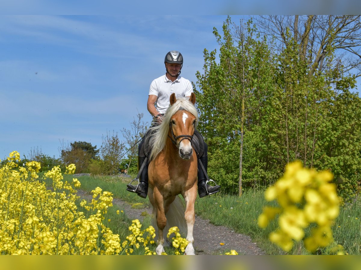 Haflinger Wallach 4 Jahre 151 cm Fuchs in Seebad Bansin