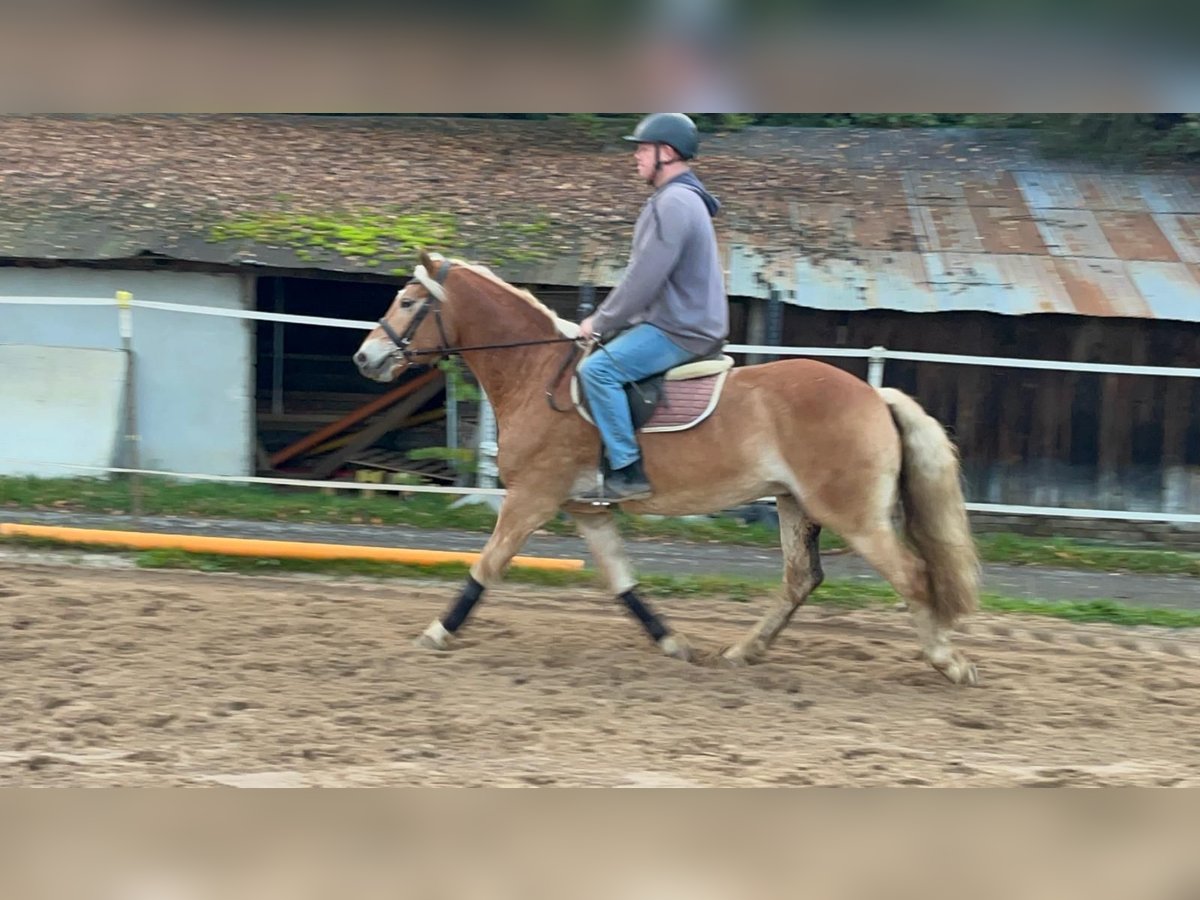 Haflinger Wallach 4 Jahre 152 cm Fuchs in Morsbach