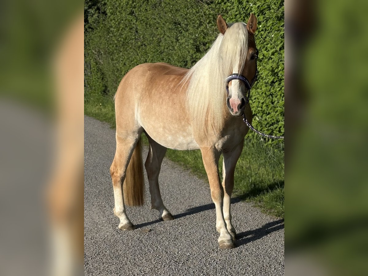 Haflinger Wallach 4 Jahre 153 cm in Heilbronn