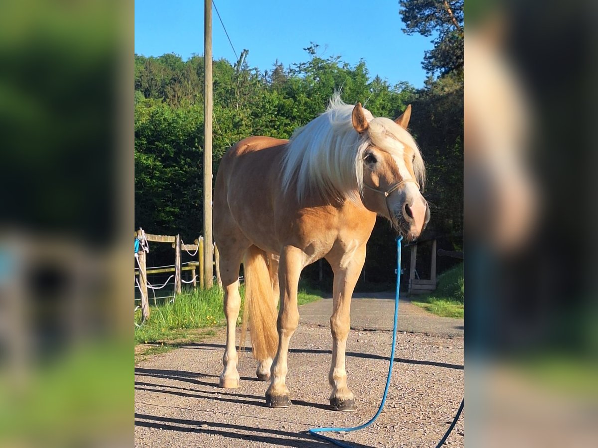 Haflinger Wallach 4 Jahre 154 cm Fuchs in Bad Münstereifel