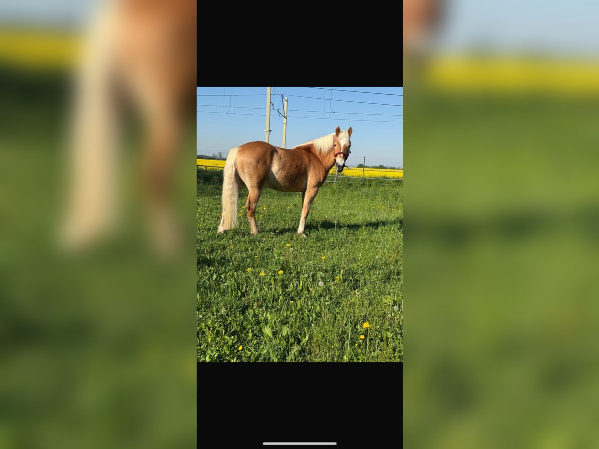Haflinger Wallach 4 Jahre 159 cm in Wesseling