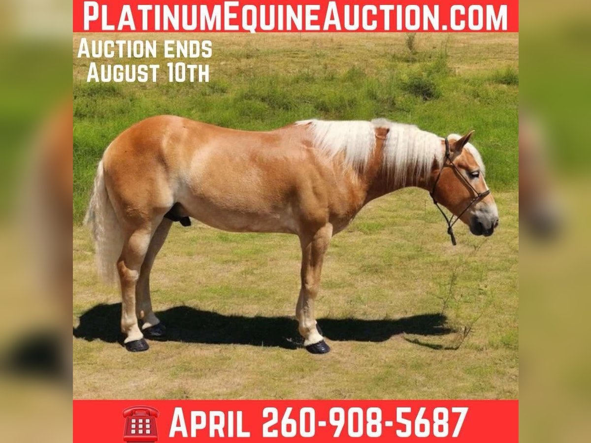 Haflinger Wallach 5 Jahre 145 cm Dunkelfuchs in Camden, MI