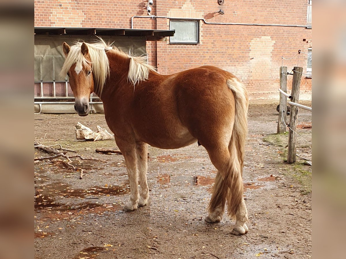 Haflinger Mix Wallach 5 Jahre 148 cm in Sehnde