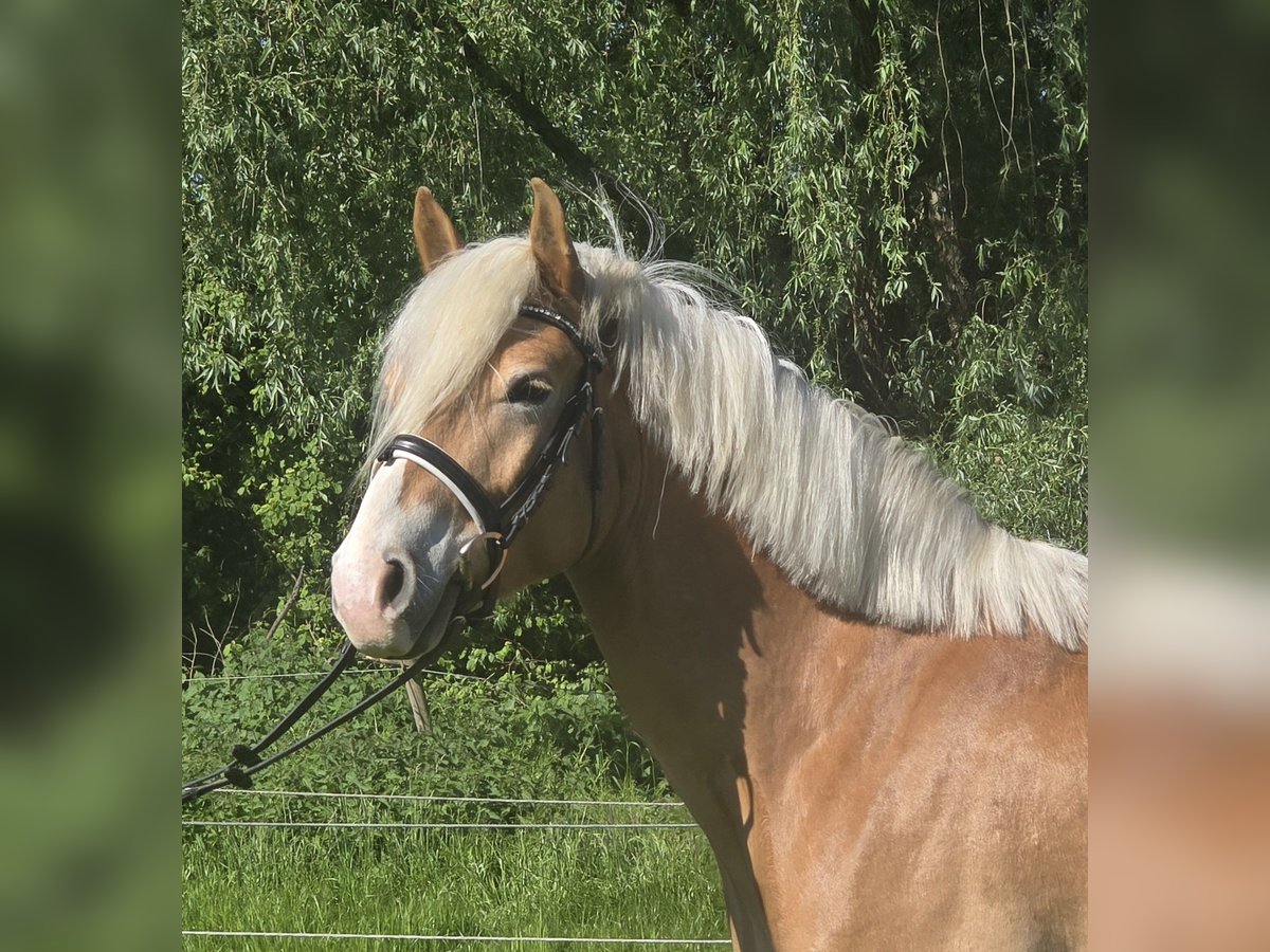 Haflinger Wallach 5 Jahre 148 cm Fuchs in Mülheim an der Ruhr