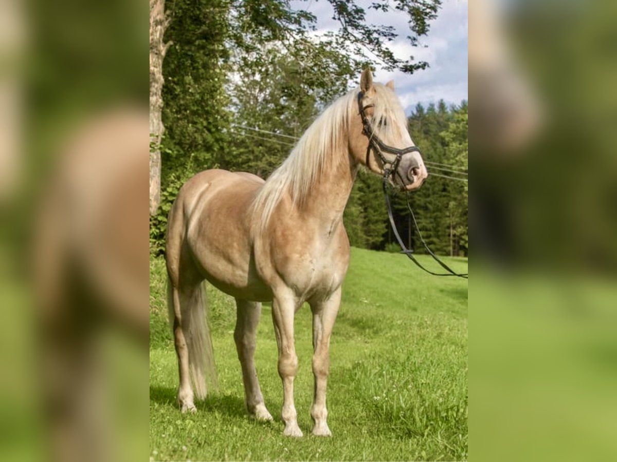 Haflinger Wallach 5 Jahre 150 cm Fuchs in Pelmberg
