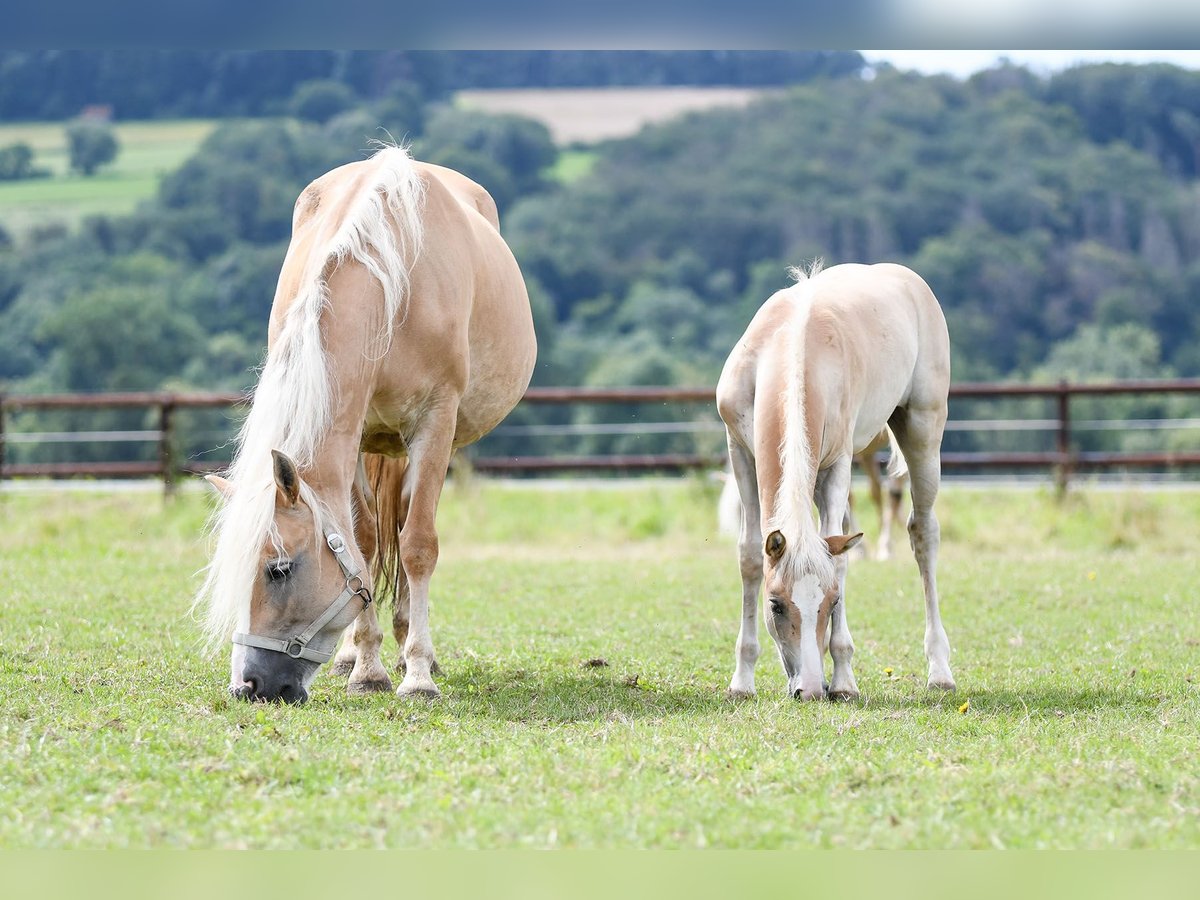 Haflinger Wallach 5 Jahre 150 cm Fuchs in Edertal