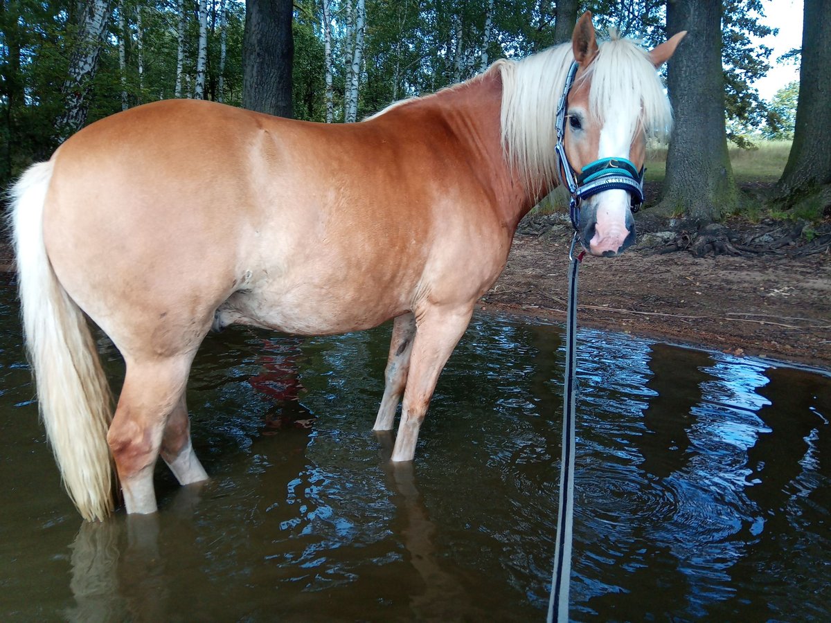 Haflinger Wallach 5 Jahre 150 cm Fuchs in Moritzburg