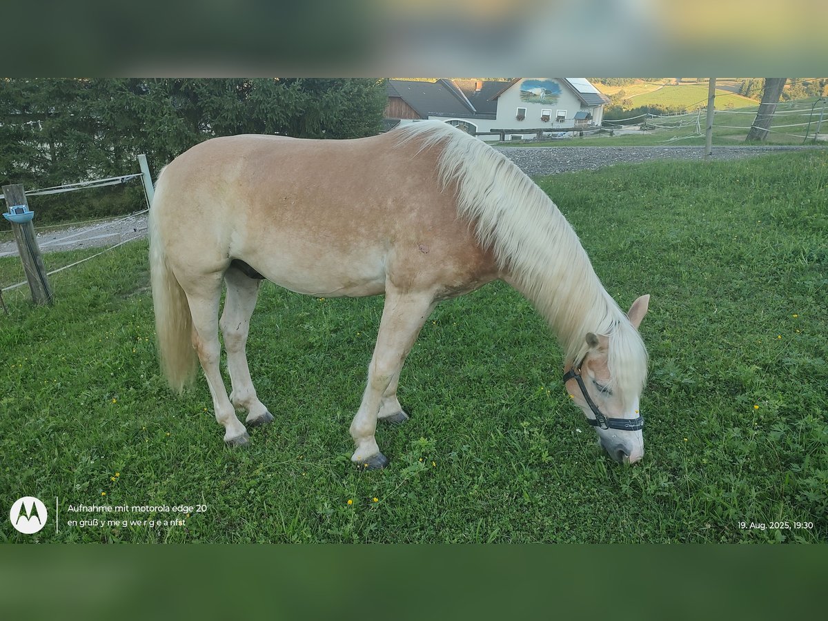 Haflinger Wallach 5 Jahre 150 cm Fuchs in Feldkirchen an der Donau