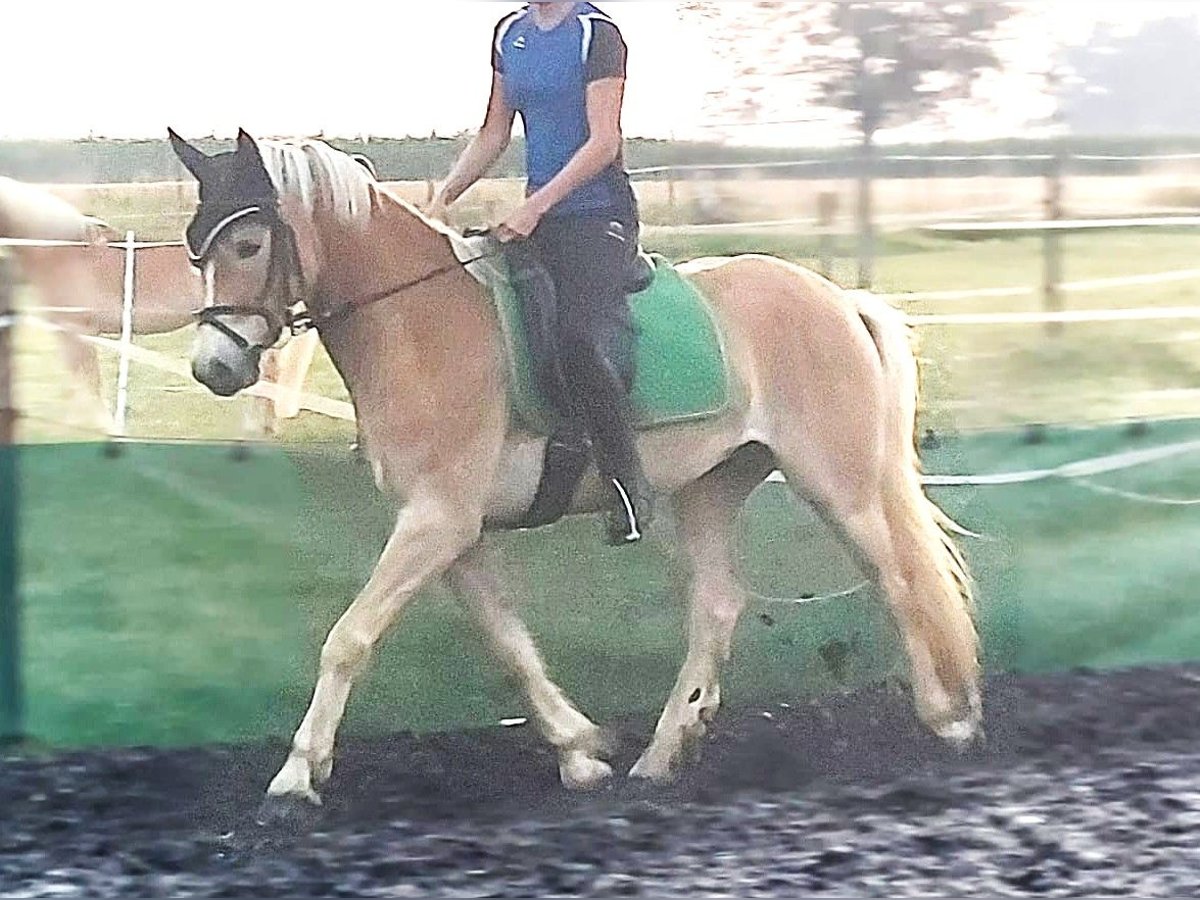 Haflinger Wallach 5 Jahre 152 cm in Feichten an der Alz
