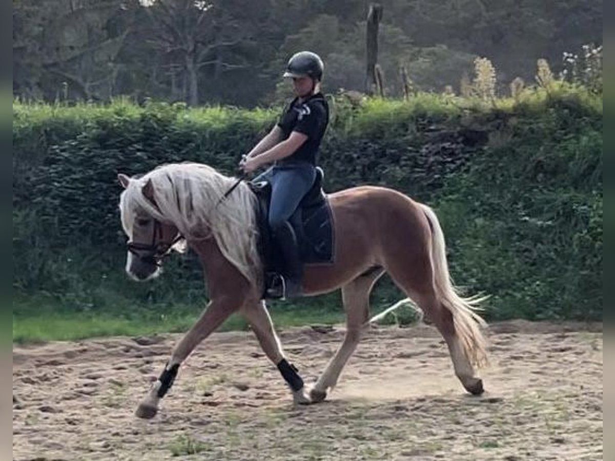 Haflinger Wallach 5 Jahre 152 cm Fuchs in SuhlendorfSuhlendorf