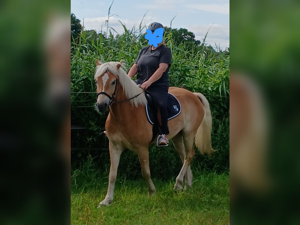 Haflinger Wallach 5 Jahre 155 cm in Thedinghausen