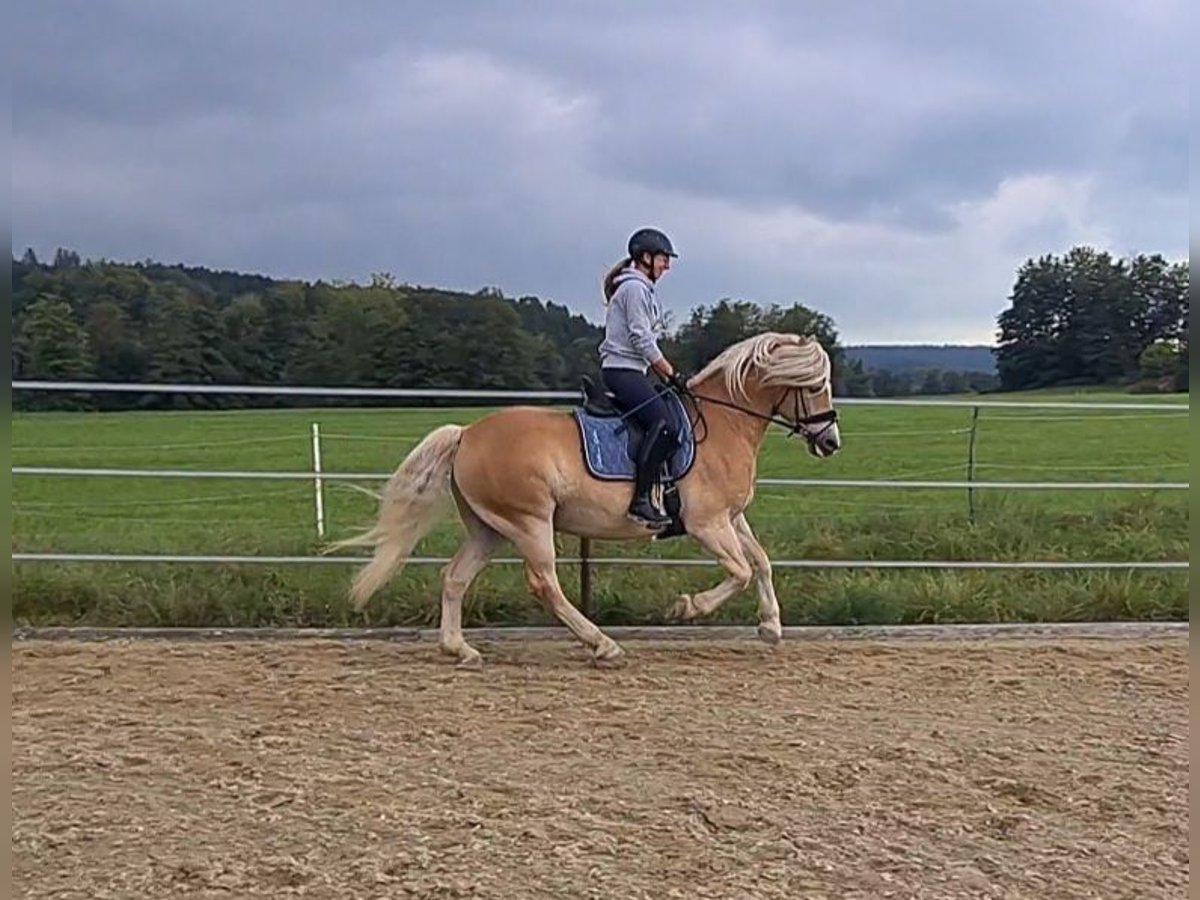 Haflinger Wallach 5 Jahre 155 cm Fuchs in Waldzell