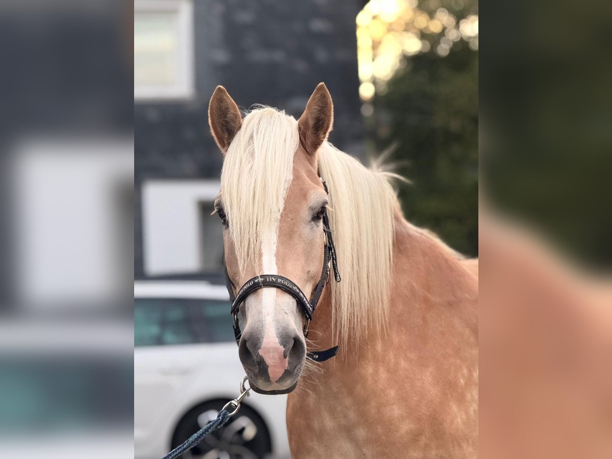 Haflinger Wallach 5 Jahre 155 cm Fuchs in Wuppertal