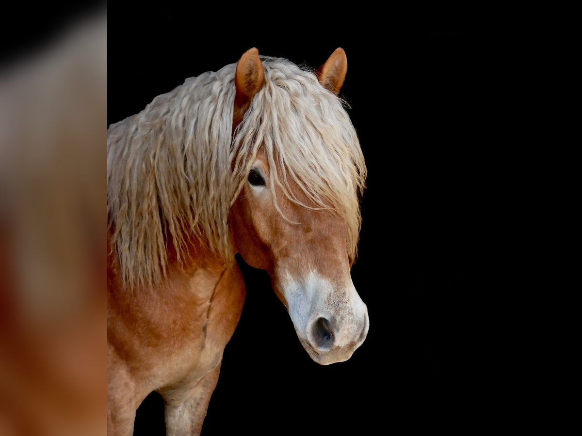 Haflinger Wallach 5 Jahre 155 cm in Bad M&#xFC;nder am Deister