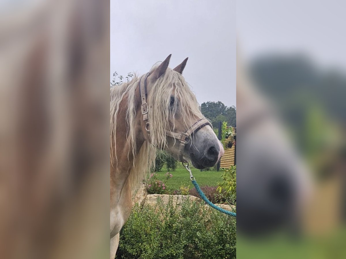 Haflinger Wallach 5 Jahre 158 cm Fuchs in Niederzier