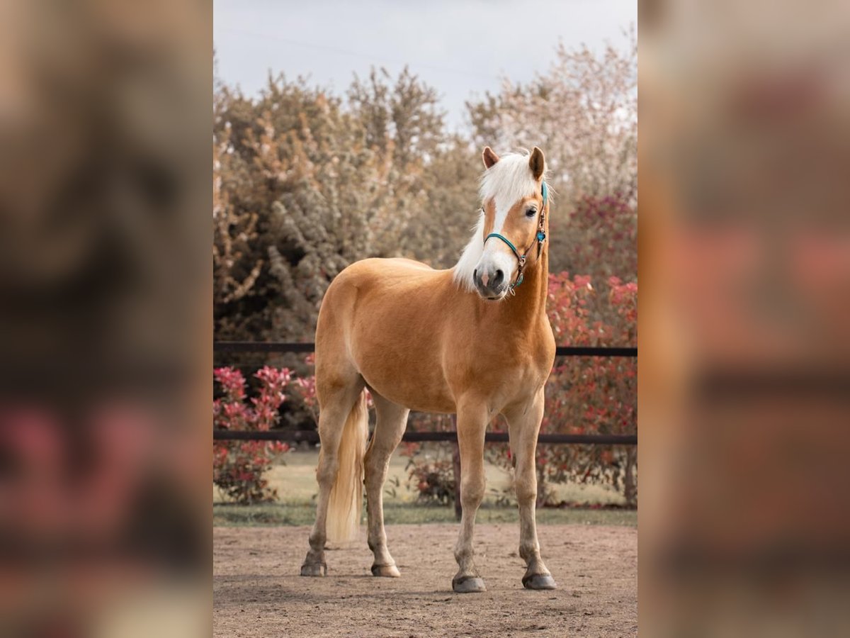 Haflinger Wallach 5 Jahre 161 cm Fuchs in Zülpich