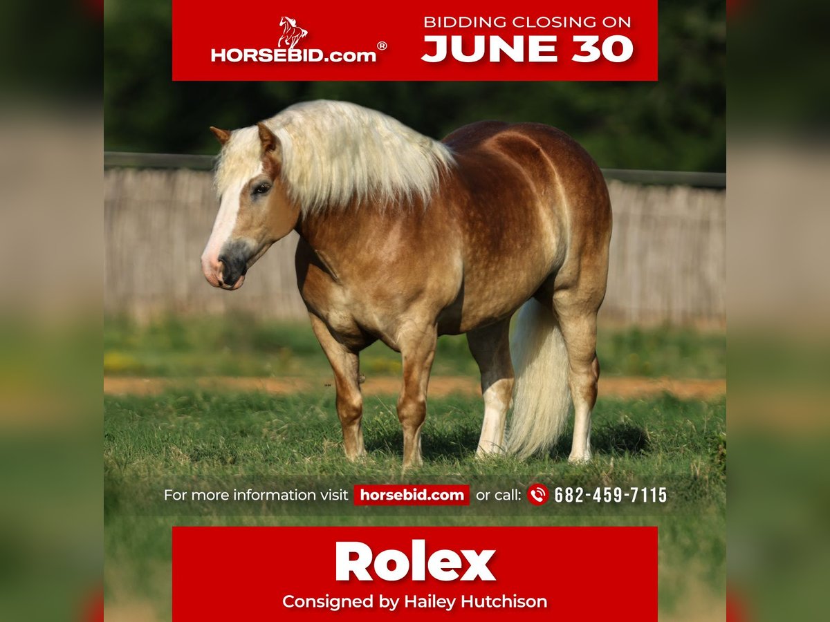 Haflinger Wallach 6 Jahre 135 cm Rotfuchs in Joshua, TX