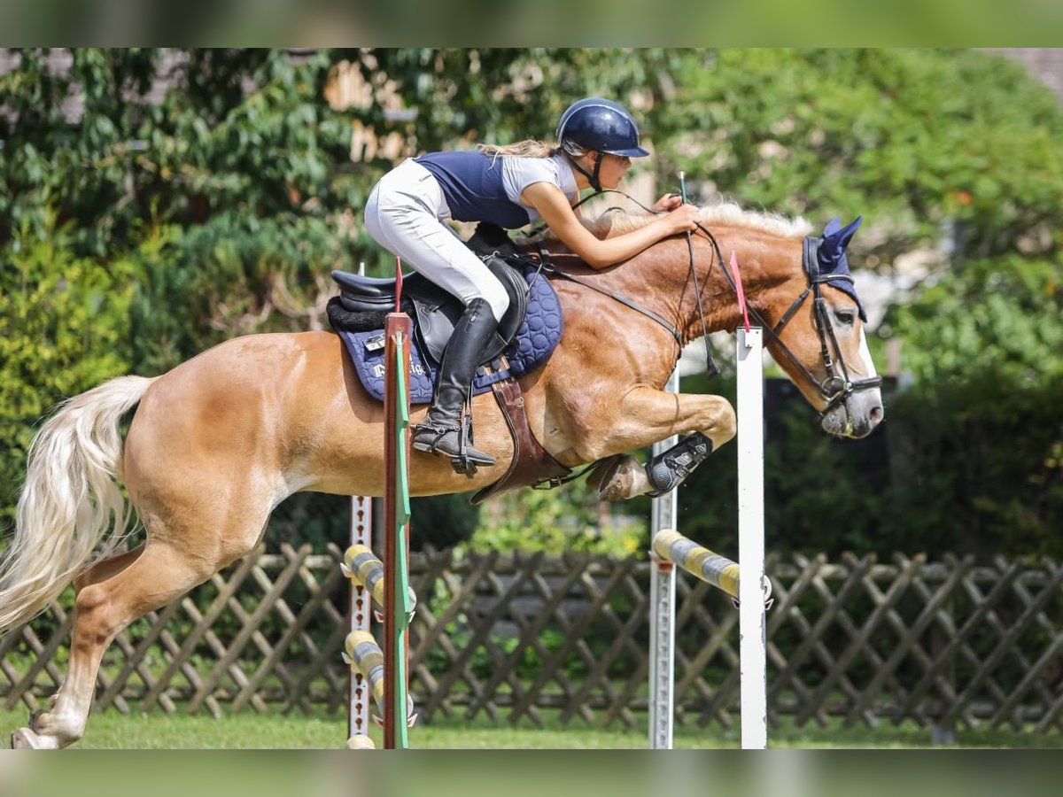 Haflinger Wallach 6 Jahre 147 cm in Gera