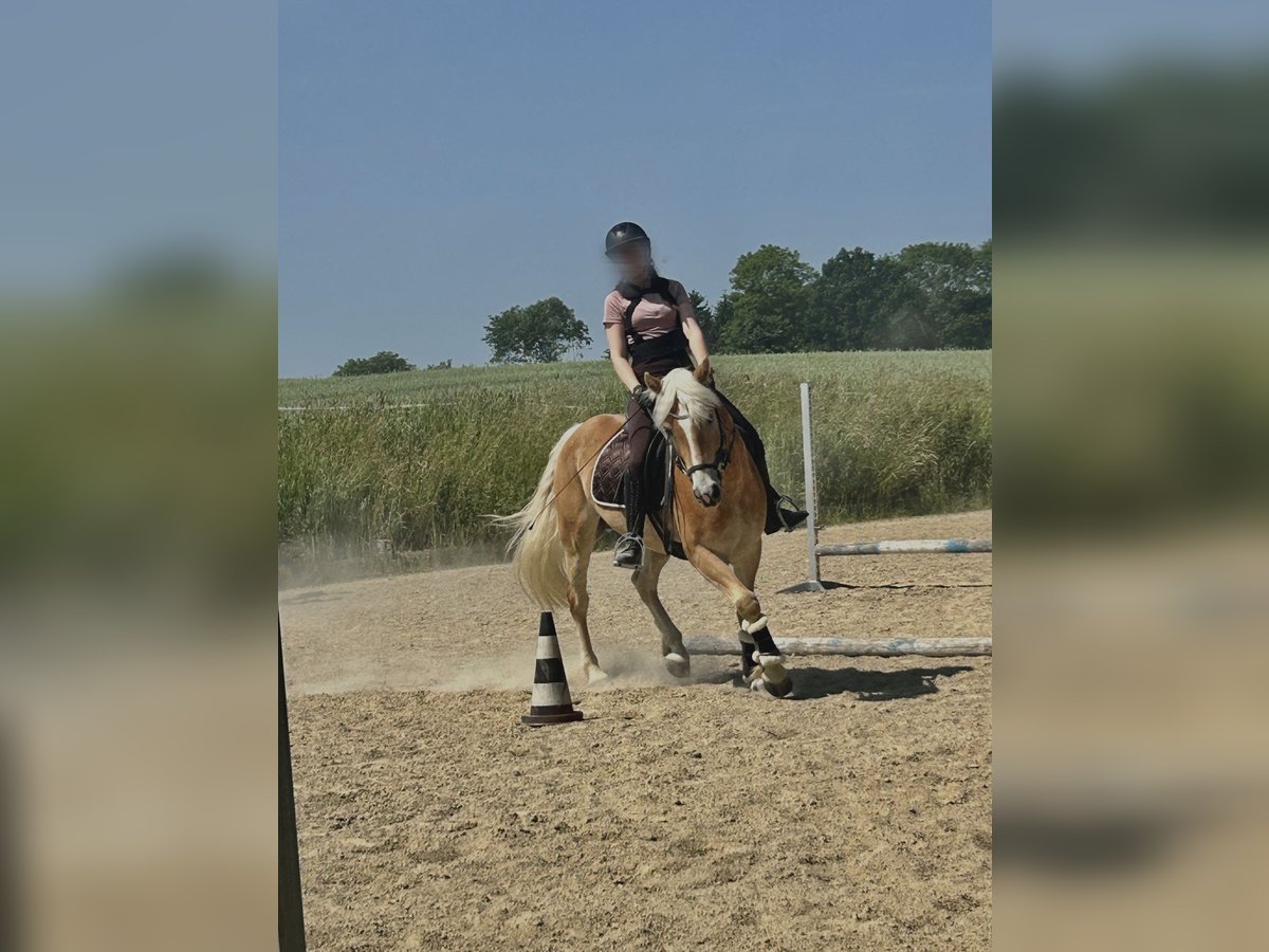 Haflinger Wallach 6 Jahre 148 cm Fuchs in Mank