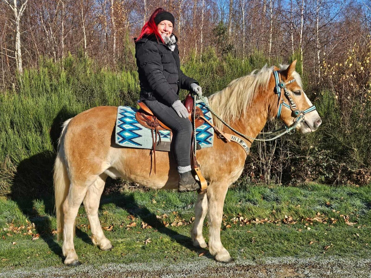 Haflinger Wallach 6 Jahre 150 cm Fuchs in Linkenbach