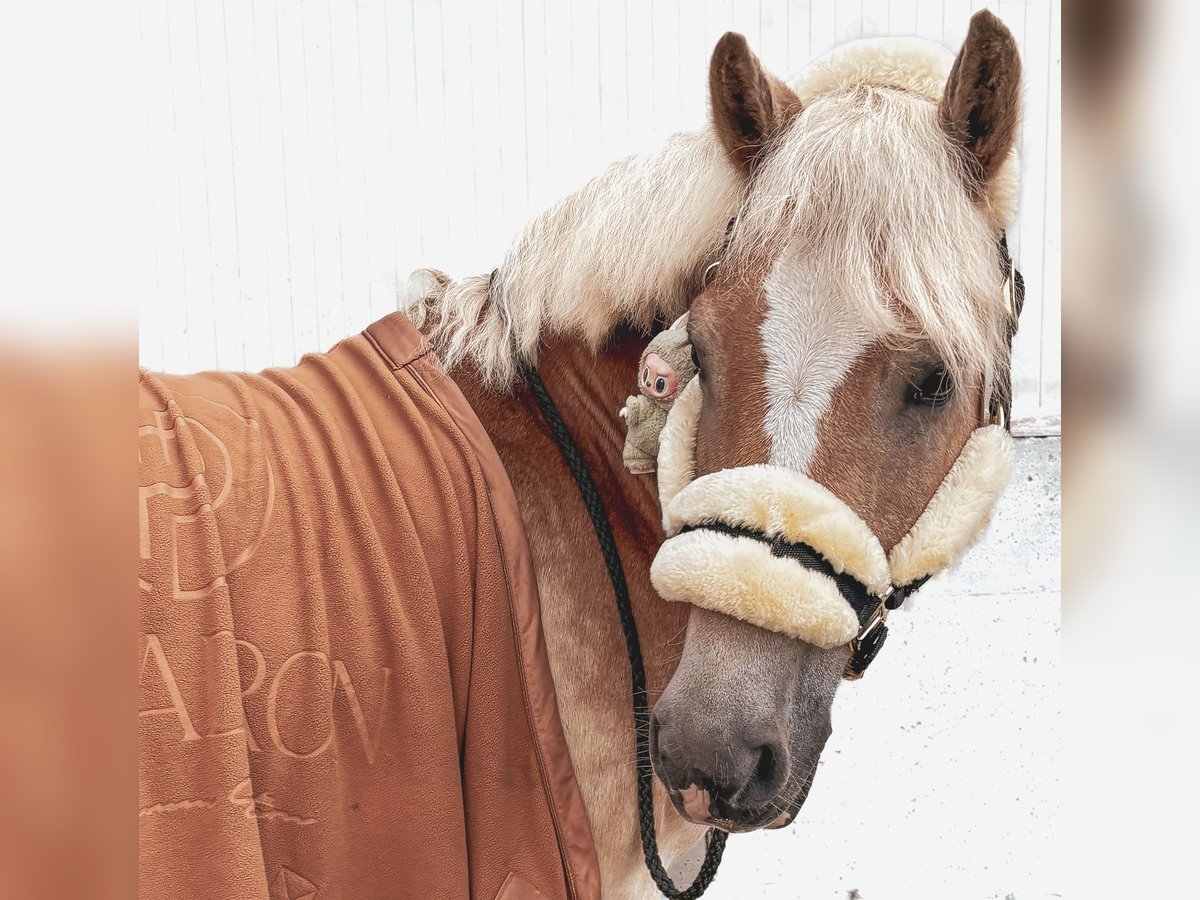 Haflinger Wallach 6 Jahre 150 cm Fuchs in Altenmarkt
