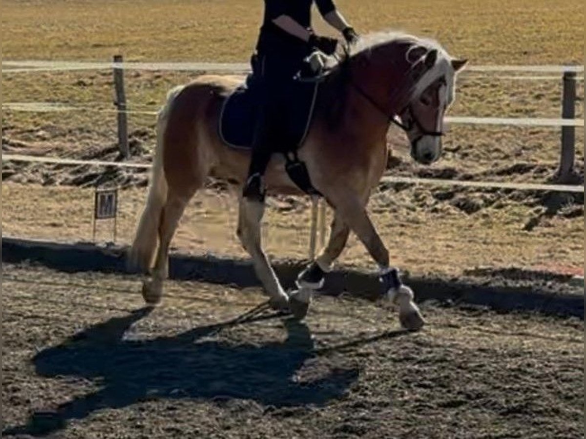 Haflinger Wallach 6 Jahre 152 cm in St. Peter am Kammersberg