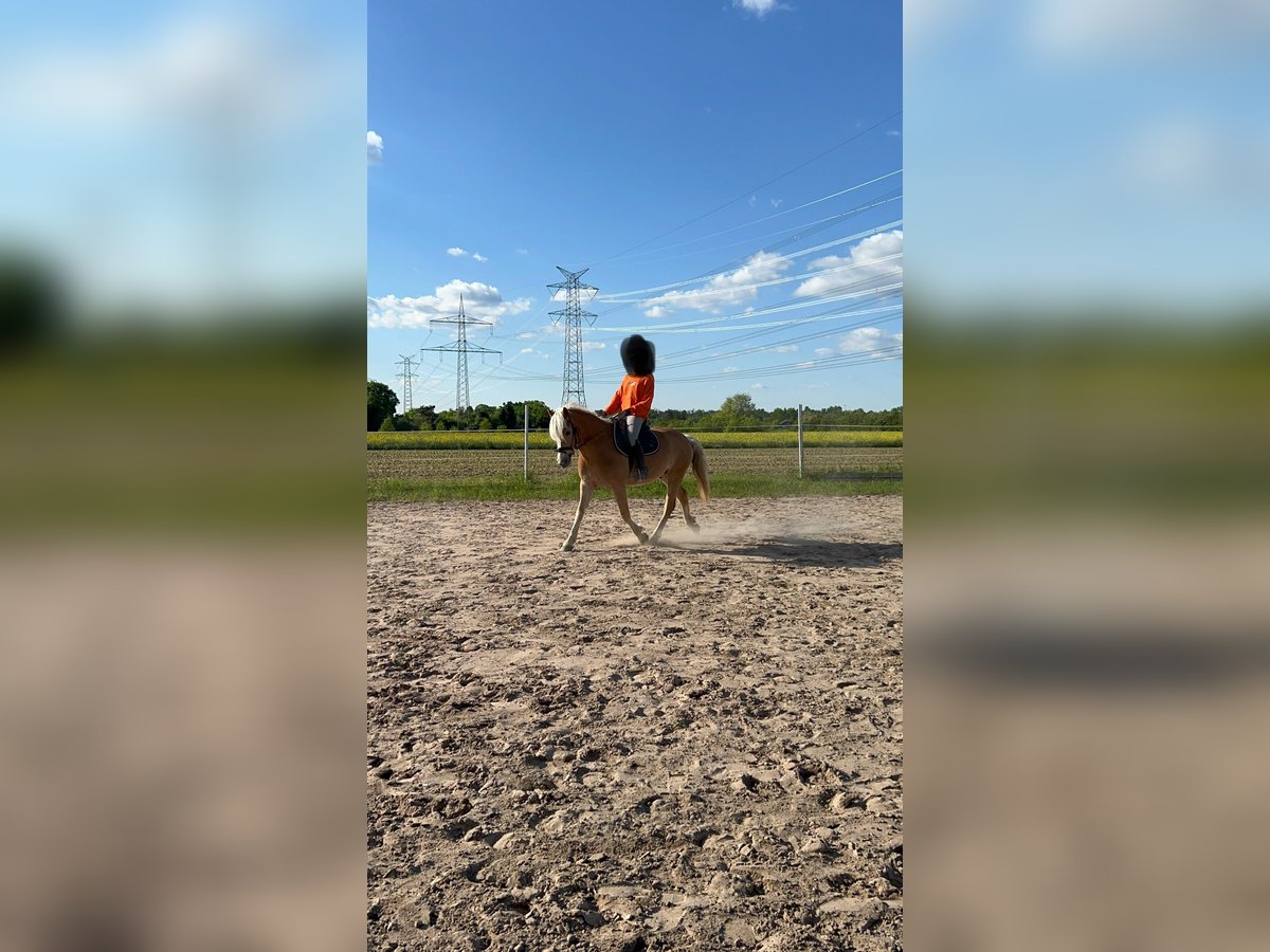 Haflinger Wallach 6 Jahre 152 cm in Viernheim