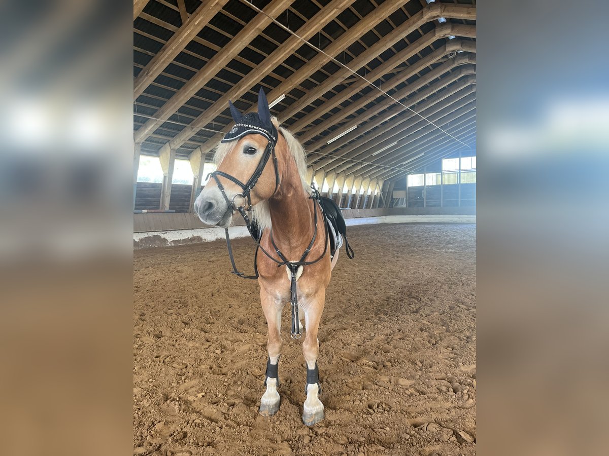 Haflinger Wallach 6 Jahre 152 cm Palomino in Dassel