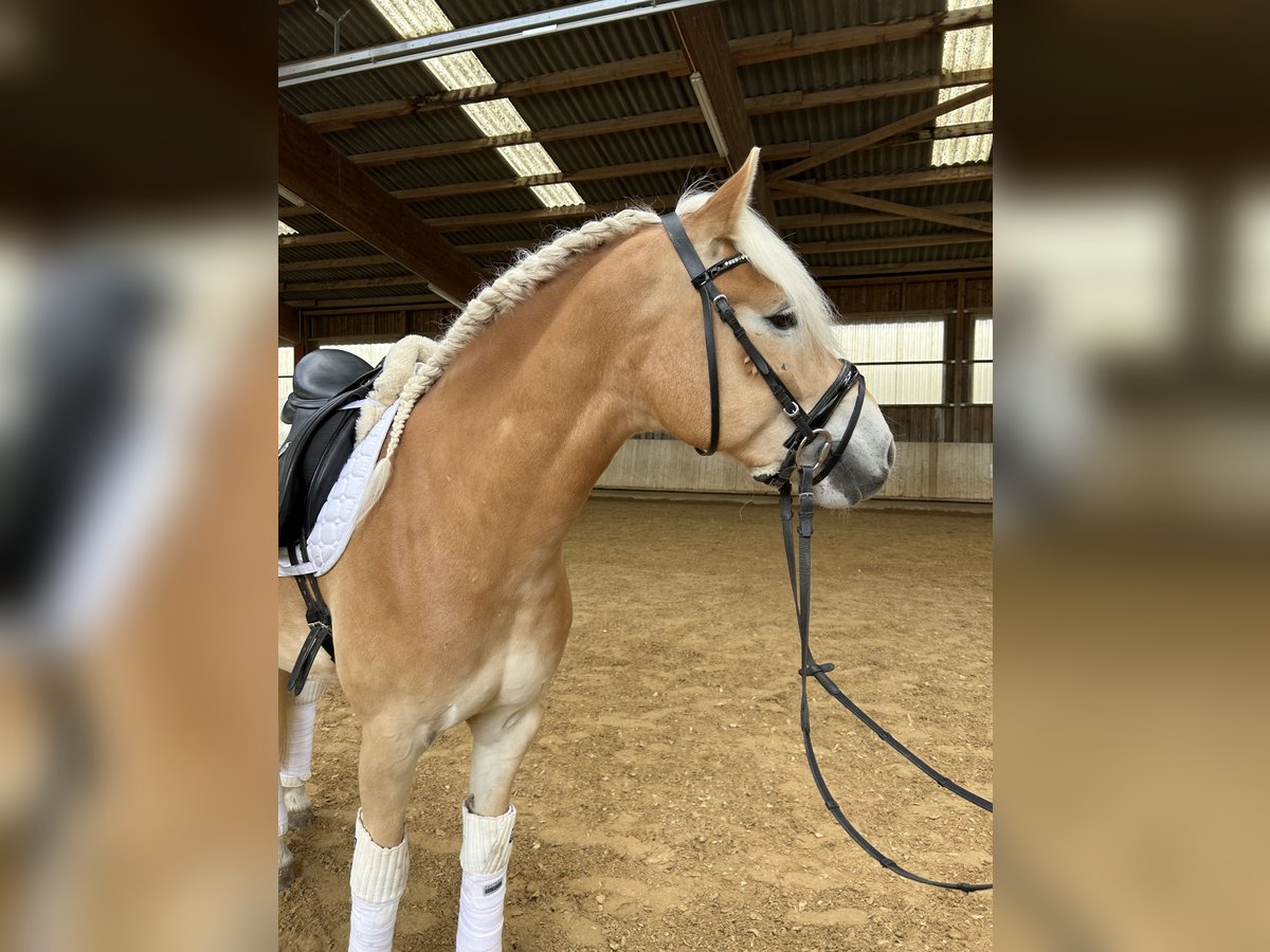 Haflinger Wallach 6 Jahre 155 cm Fuchs in Kernen im Remstal