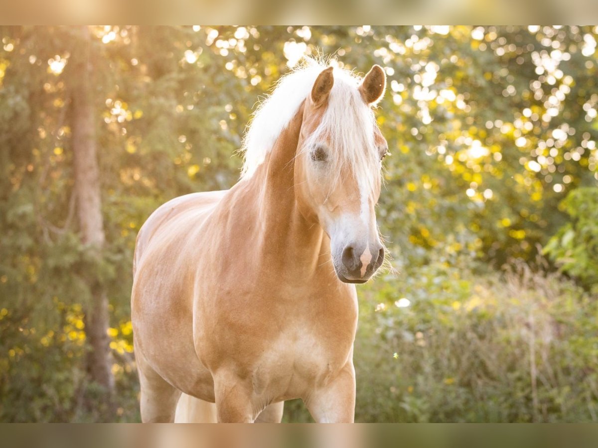 Haflinger Wallach 6 Jahre 155 cm Fuchs in Tinglev