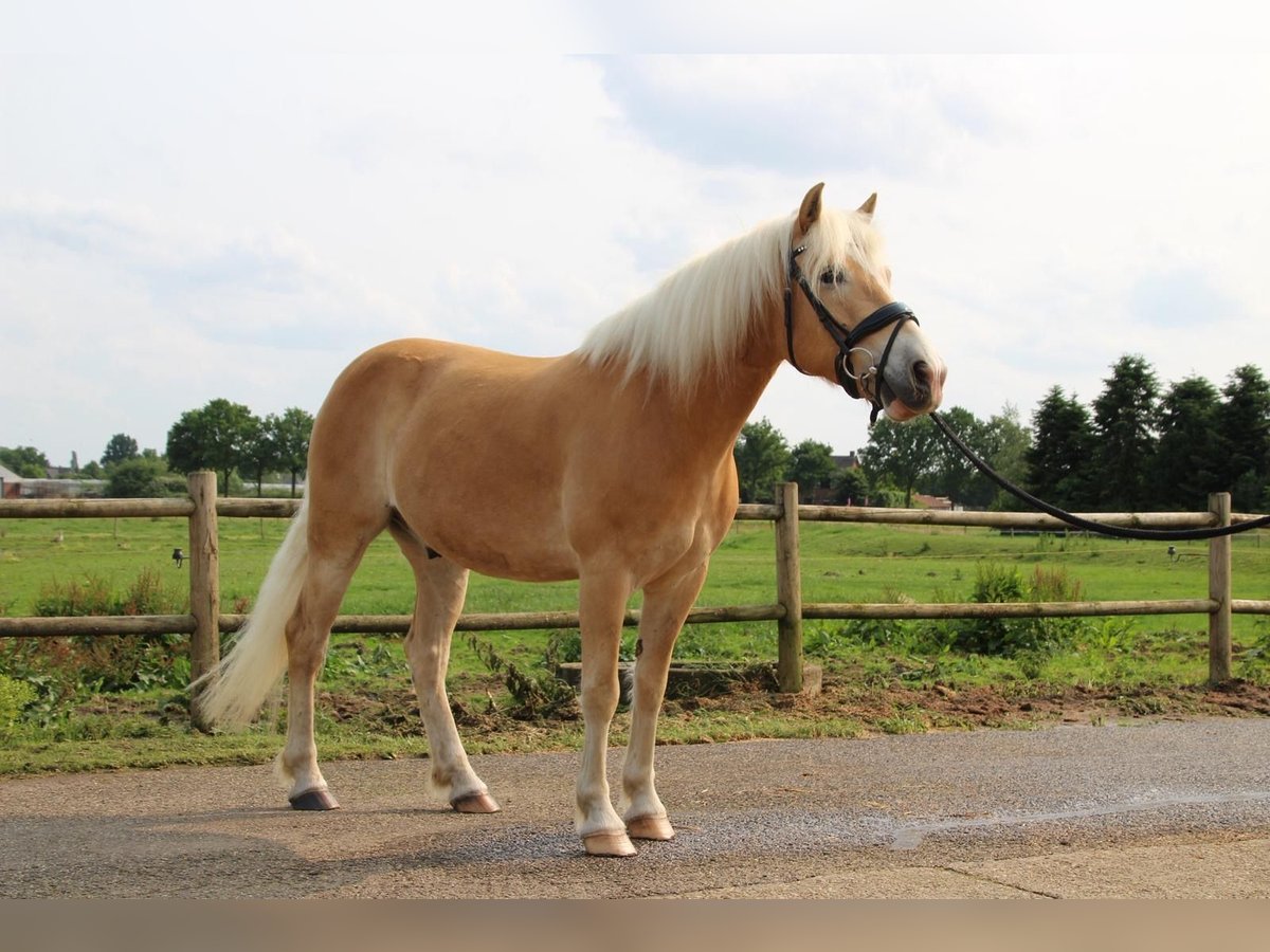 Haflinger Wallach 7 Jahre 145 cm Fuchs in Baarlo