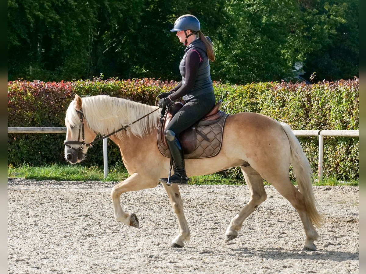 Haflinger Wallach 7 Jahre 147 cm Fuchs in Neustadt (Wied)