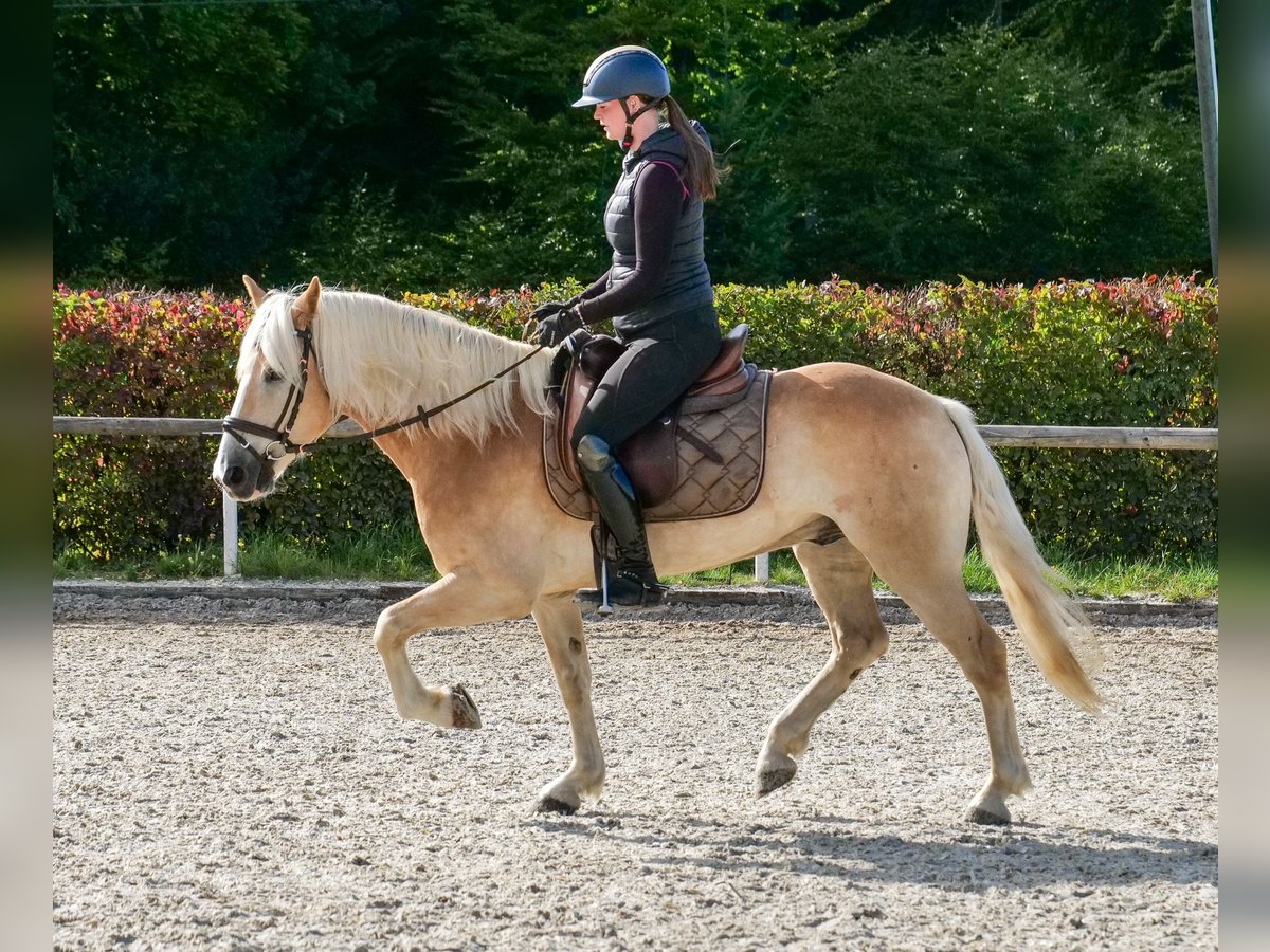 Haflinger Wallach 7 Jahre 147 cm Fuchs in Neustadt (Wied)