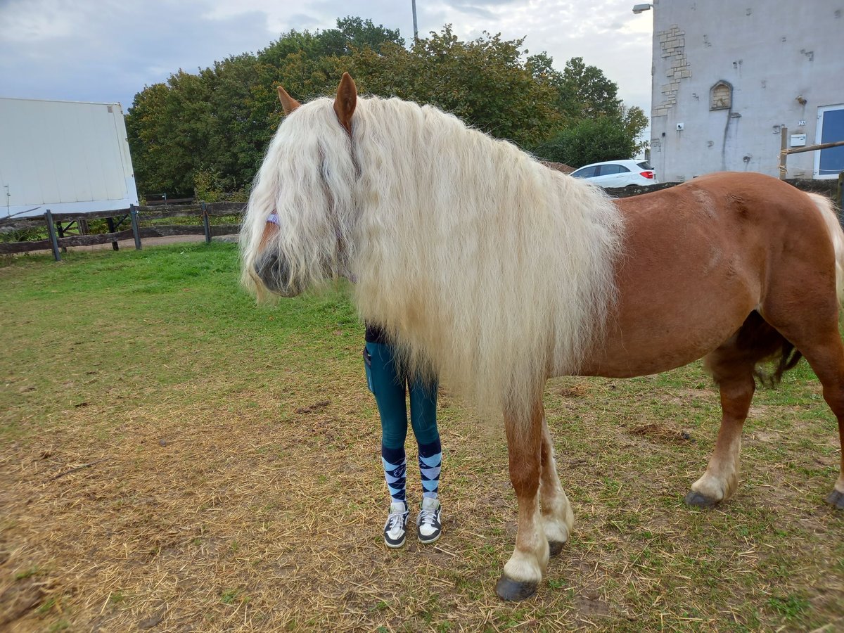 Haflinger Wallach 7 Jahre 148 cm Fuchs in Niederzier