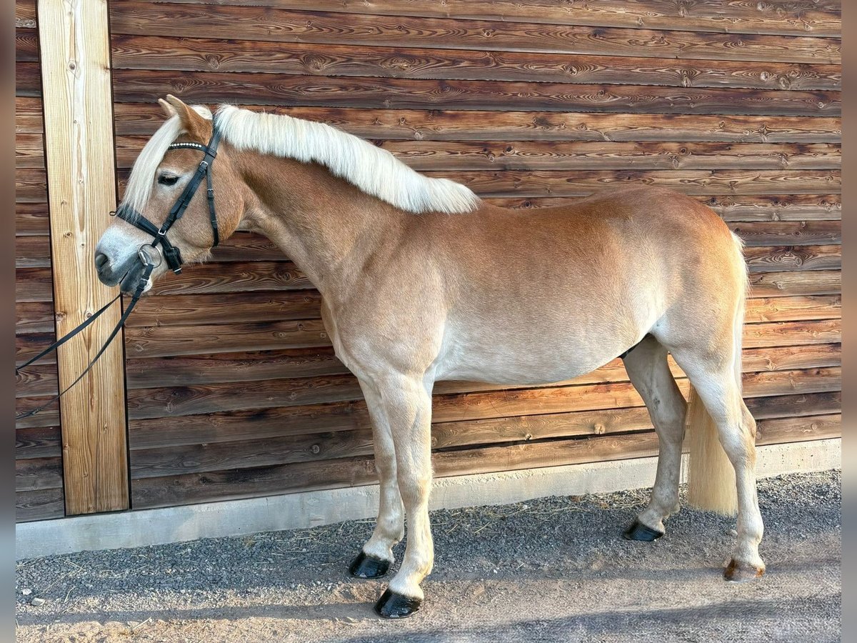 Haflinger Wallach 7 Jahre 149 cm Fuchs in Bozen/S&#xFC;dtirol