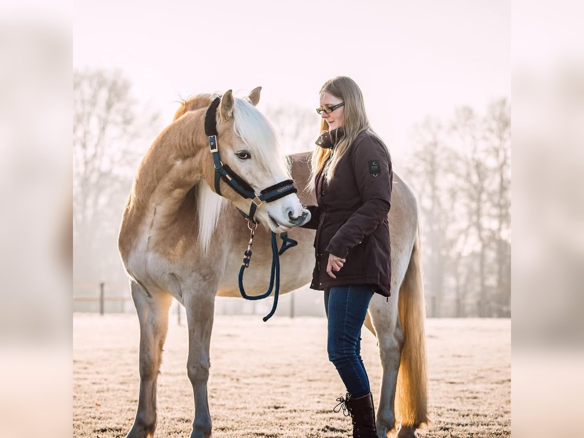Haflinger Wallach 7 Jahre 152 cm Fuchs in Hengelo