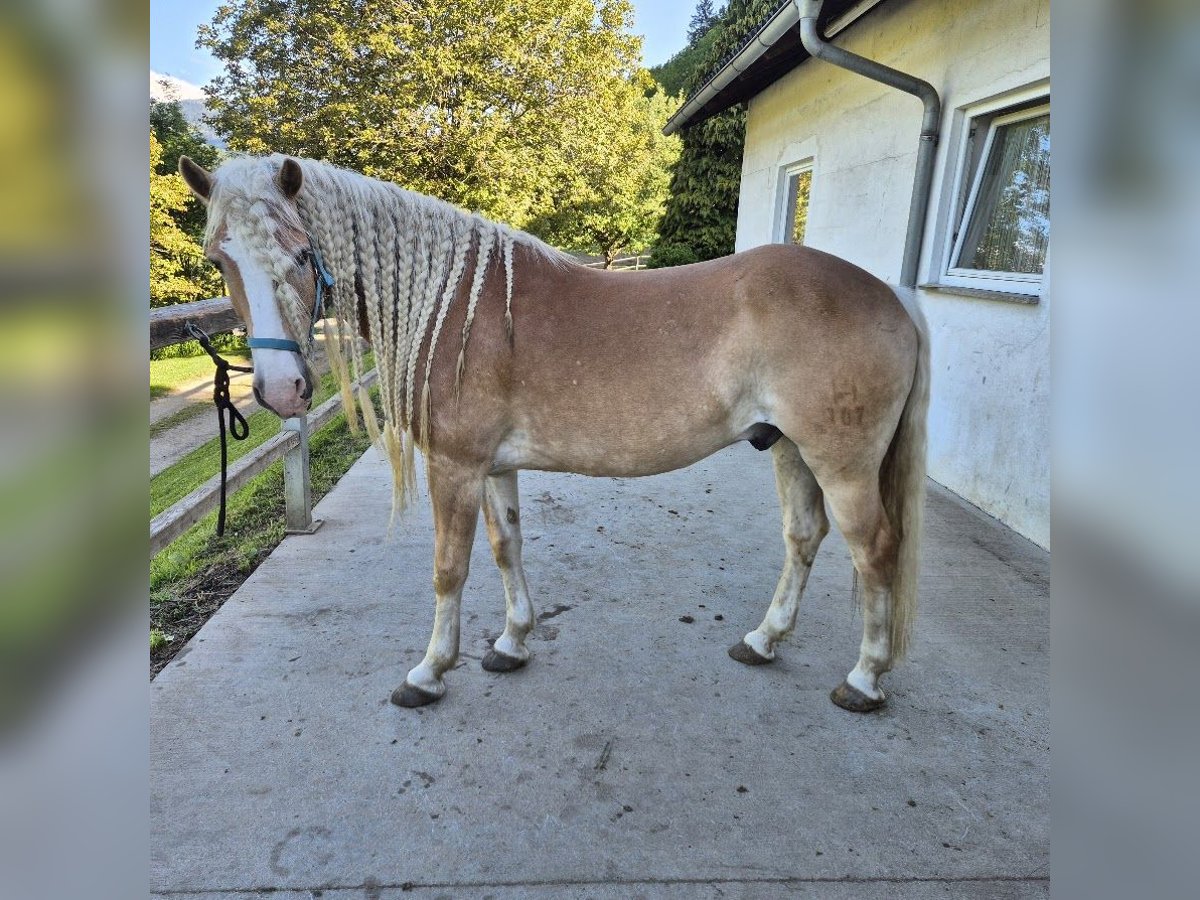 Haflinger Wallach 7 Jahre 152 cm Fuchs in Wolfsberg