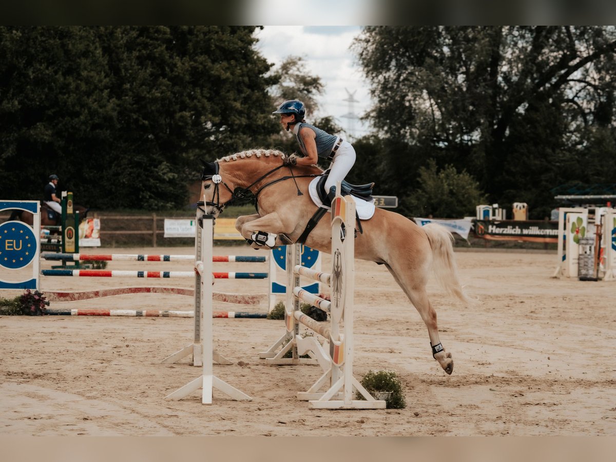Haflinger Wallach 7 Jahre 155 cm Fuchs in Neu-Isenburg