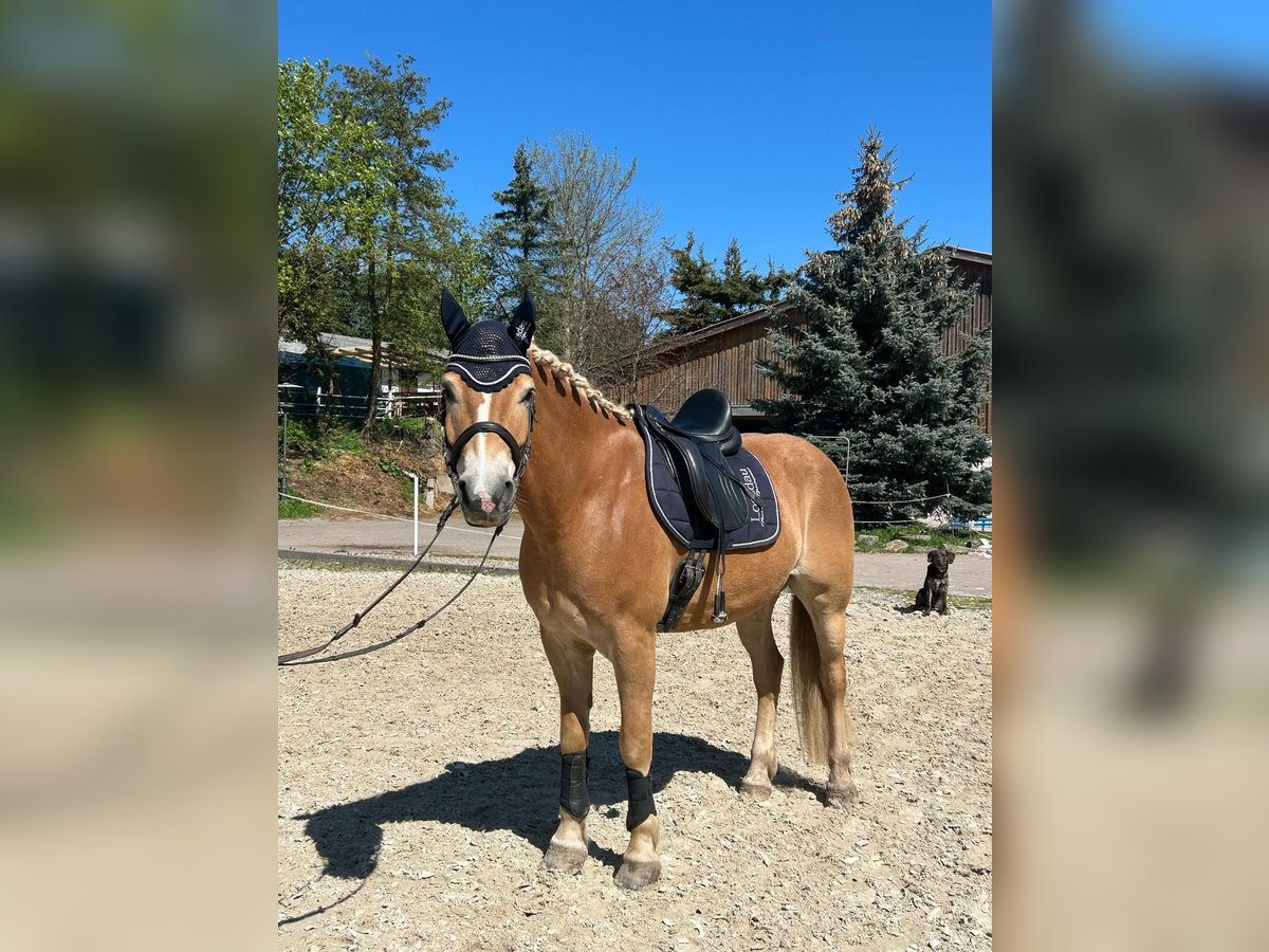 Haflinger Wallach 7 Jahre 156 cm Fuchs in Schmalkalden