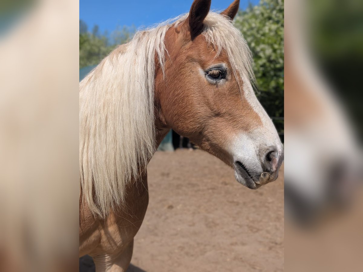 Haflinger Wallach 8 Jahre 155 cm in Bad Segeberg