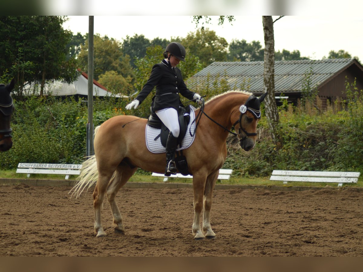 Haflinger Wallach 8 Jahre in Neritz