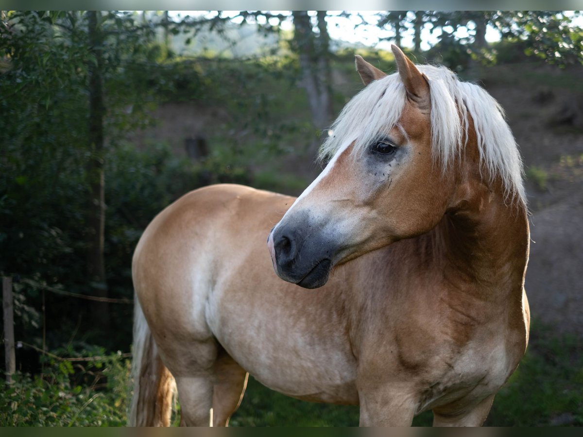 Haflinger Wallach 8 Jahre Fuchs in Altenmarkt