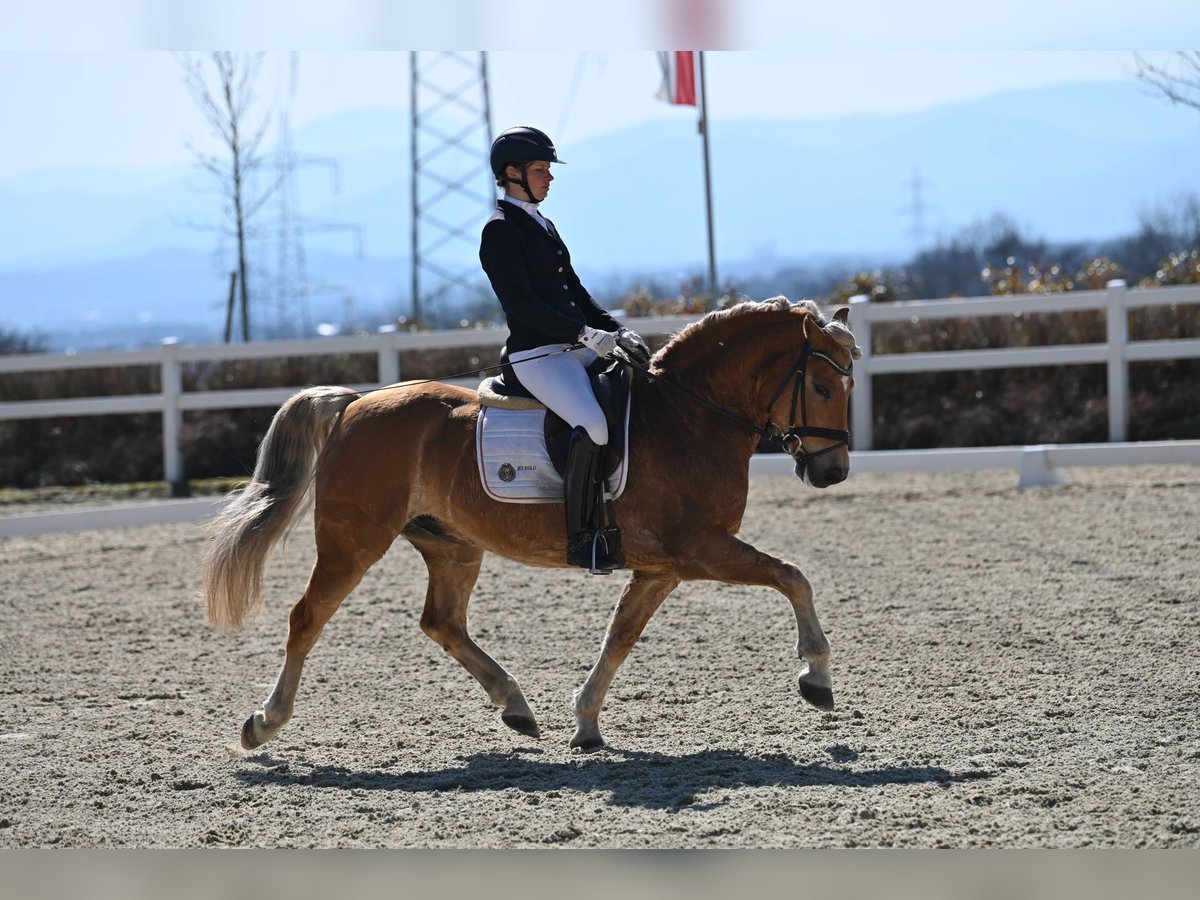 Haflinger Wallach 9 Jahre 147 cm Fuchs in Friesach