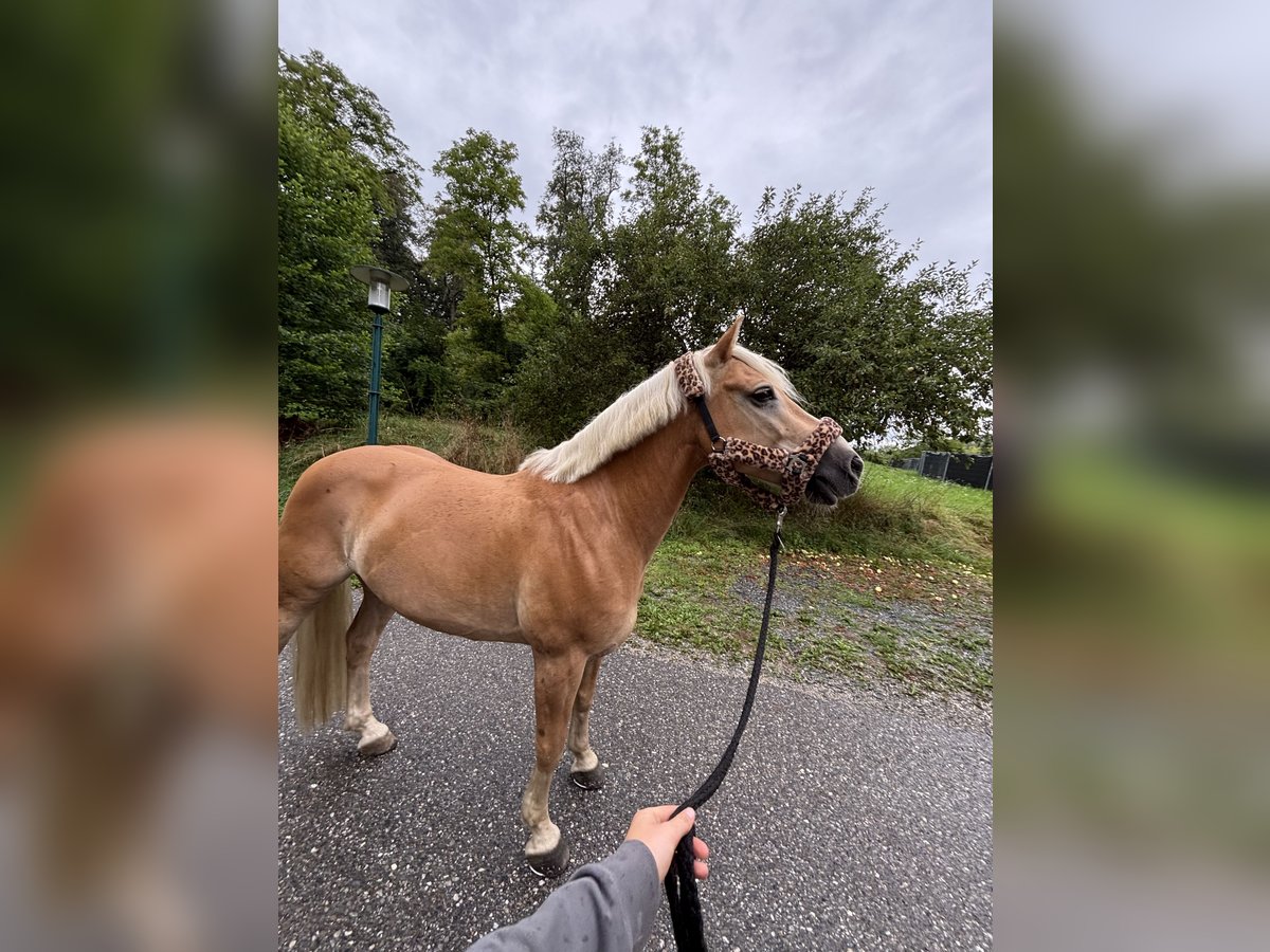 Haflinger Wallach 9 Jahre 150 cm Fuchs in Moosburh