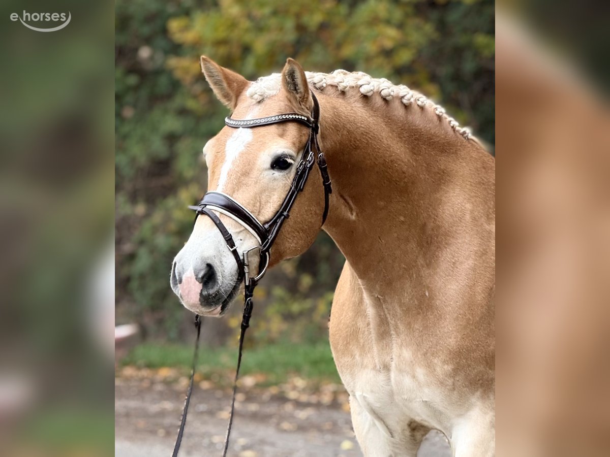 Haflinger, Wallach in Schenklengsfeld